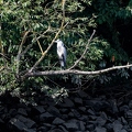 IMG 0089