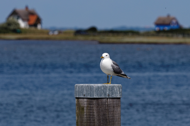 2025-06-17 15.33.05 IMG_0068.CR3 ..jpg