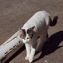 Weisse Katze mit geschecktem Kopf und dunklem Schwanz.